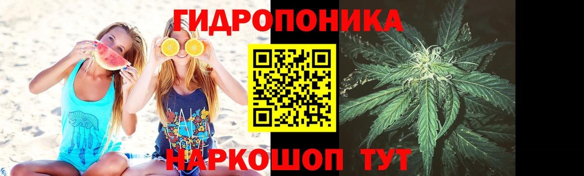 Каннабис OG Kush Новодвинск